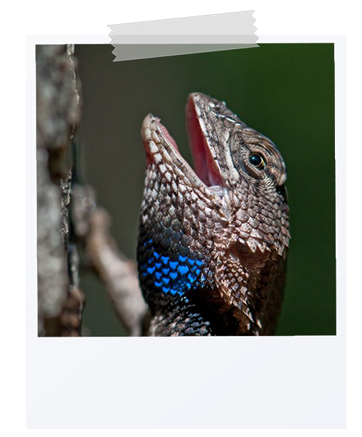 picture of a eastern fence lizard